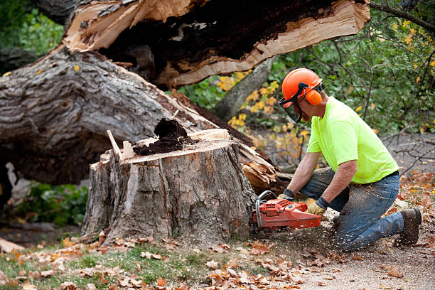 Best Tree Mulching Services  in Ferrum, VA